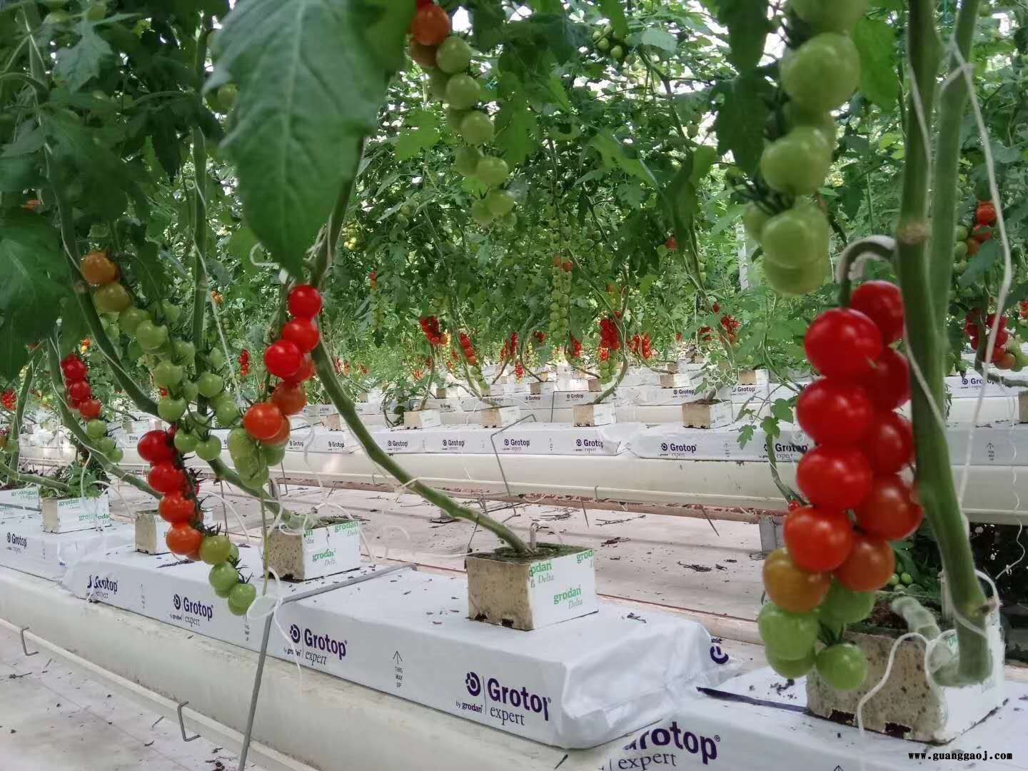 鑫泽桁架屋面结构温室 温室大棚无土水栽培基质栽培 玻璃温室玻璃大棚建造 透光率高整体美丽