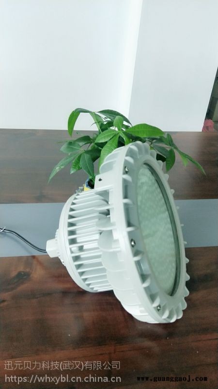 50W100W武汉LED防爆投光灯BLD201图1